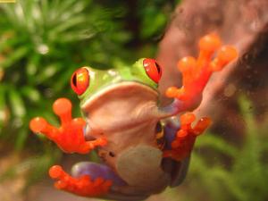frog