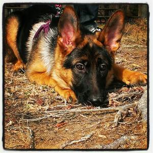germanshephardpuppy