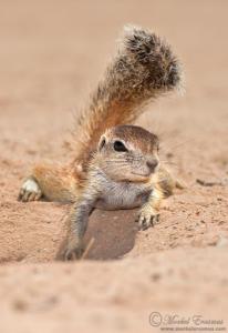 ground_squirrel_shade_1_KTP_2011