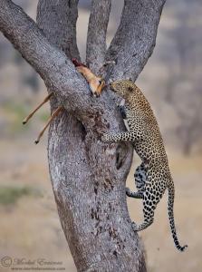 leopard_climb_5_KNP_2011