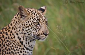 leopard_cub_portrait_2_2010