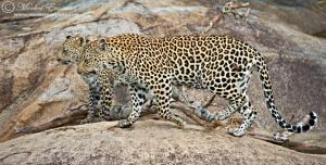 leopard_double_1_2010