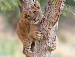 lion