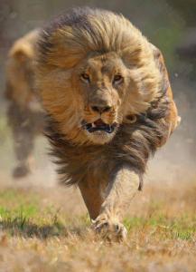 lions-p960