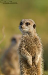 meerkat_1_MZNP_2011