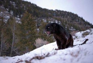 panther