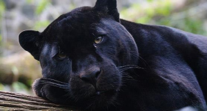 panther2