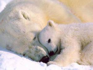 polarbear-2