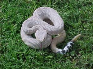 rattlersnake