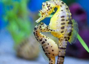 seahorse