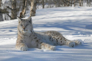siberianlynx