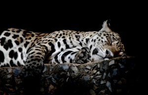 sleepykitty
