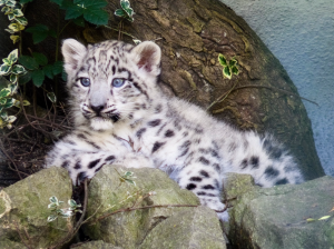 snow-leopard-cub