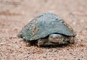 terrapin_1_KNP_2009
