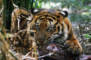 tiger2