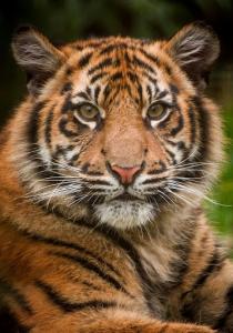 tigerr