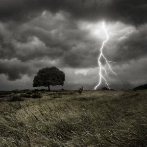 tree-storm-lightning