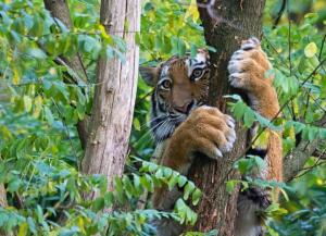 treehugger