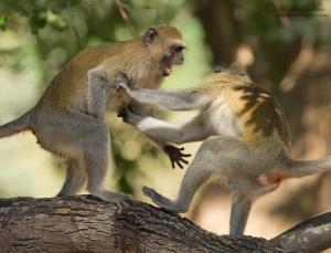 vervet_monkeys_3a_ManaPools_2012