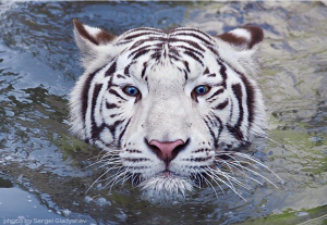 watercat2