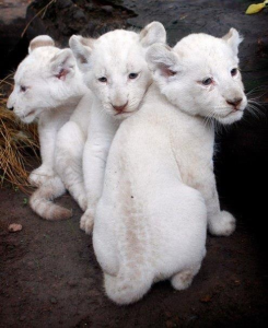 whitecats