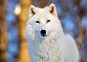 whitewol