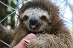 wierdcreature